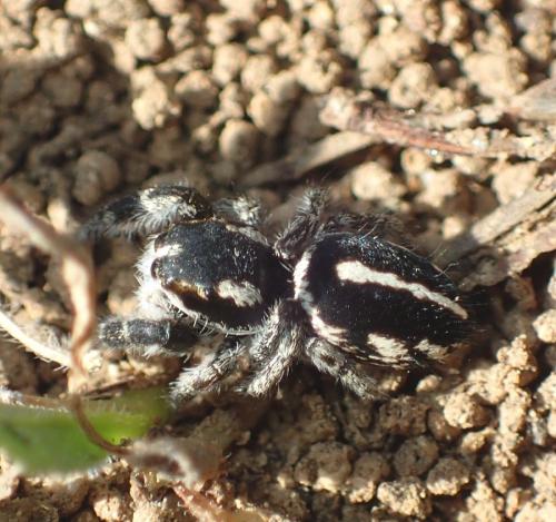 Pellenes sp.